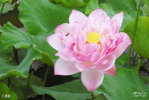 萍乡莲花荷花博览园旅游攻略 之 莲花