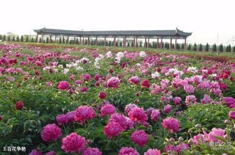柏乡汉牡丹园旅游攻略 之 百花争艳 柏乡汉牡丹园旅游攻略 之 百花争艳