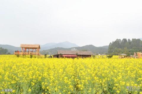 佛山盈香生态园旅游攻略 之 油菜花