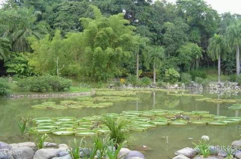 澜沧江旅游攻略 之 橄榄坝