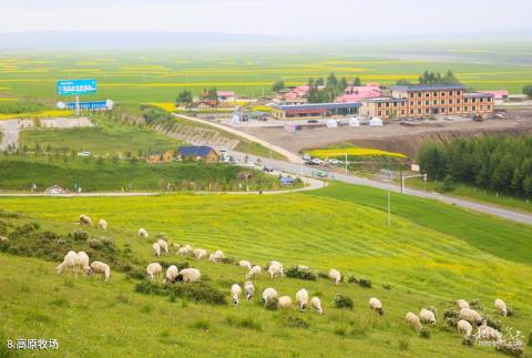 张掖民乐扁都口生态休闲旅游区旅游攻略 之 高原牧场