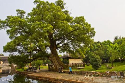 苏州西山明月湾古村旅游攻略 之 千年古樟 苏州西山明月湾古村旅游攻略 之 千年古樟