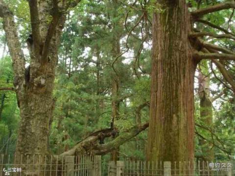 江西庐山风景名胜区旅游攻略 之 三宝树 江西庐山风景名胜区旅游攻略 之 三宝树