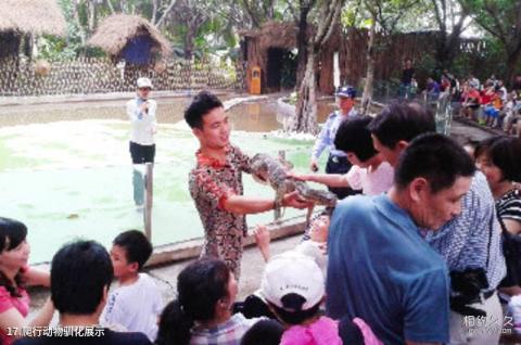 广州鳄鱼公园旅游攻略 之 爬行动物驯化展示 广州鳄鱼公园旅游攻略 之 爬行动物驯化展示