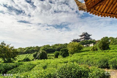无锡雪浪山生态景观园旅游攻略 之 雪浪贡茶