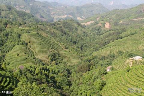 凌云茶山金字塔旅游攻略 之 茶山