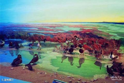 大连自然博物馆旅游攻略 之 湿地展厅 大连自然博物馆旅游攻略 之 湿地展厅