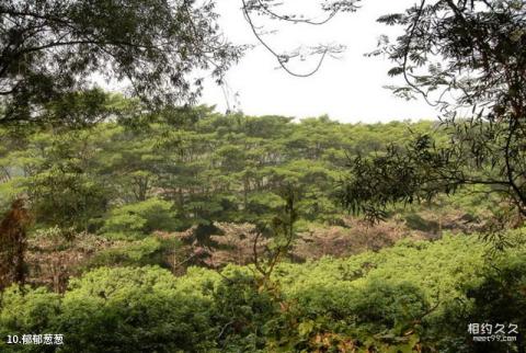 深圳莲花山公园旅游攻略 之 郁郁葱葱