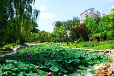 北京青年湖公园旅游攻略 之 莲花