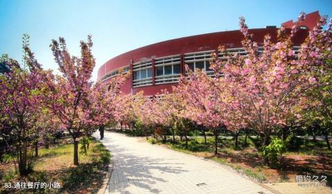 山东大学校园风光 之 通往餐厅的小路