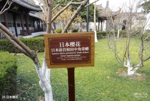 淮安周恩来故居旅游攻略 之 日本樱花