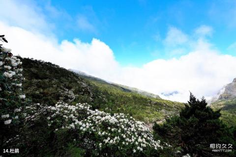 昆明轿子雪山风景区旅游攻略 之 杜鹃 昆明轿子雪山风景区旅游攻略 之 杜鹃