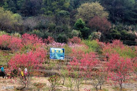 广东神光山国家森林公园旅游攻略 之 百花园 广东神光山国家森林公园旅游攻略 之 百花园