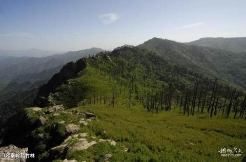 自然保护区旅游攻略 之 秦岭箭竹林