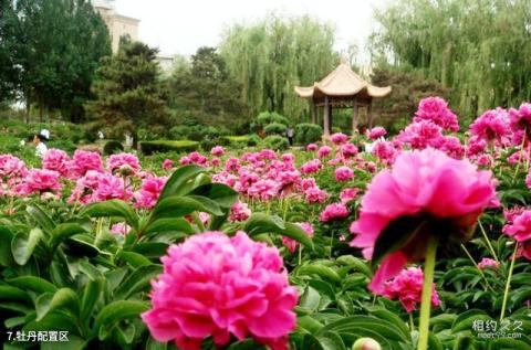 长春牡丹园旅游攻略 之 牡丹配置区