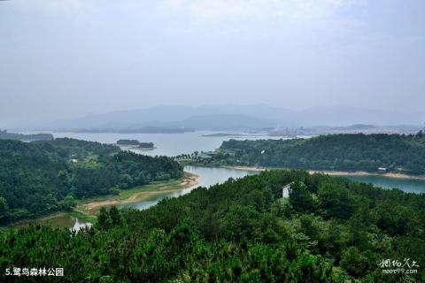 武汉黄陂木兰湖旅游度假区旅游攻略 之 鹭鸟森林公园 武汉黄陂木兰湖旅游度假区旅游攻略 之 鹭鸟森林公园