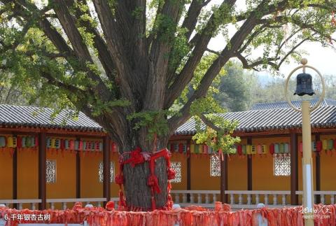 福山国露峆山卢寺佛教文化旅游区旅游攻略 之 千年银杏古树