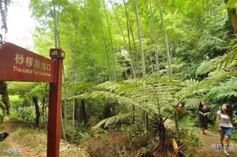 宜宾高县胜天红岩山旅游景区旅游攻略 之 桫椤海 宜宾高县胜天红岩山旅游景区旅游攻略 之 桫椤海