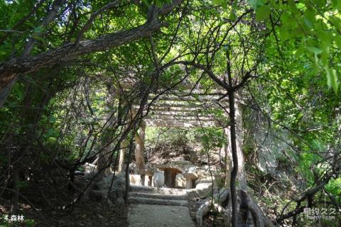 大连金龙寺国家森林公园旅游攻略 之 森林 大连金龙寺国家森林公园旅游攻略 之 森林