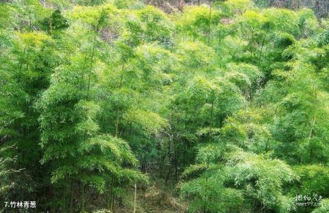 汉中天台森林公园旅游攻略 之 竹林青葱