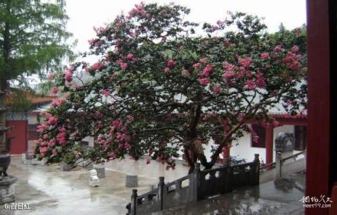 信阳灵山风景名胜区旅游攻略 之 百日红 信阳灵山风景名胜区旅游攻略 之 百日红