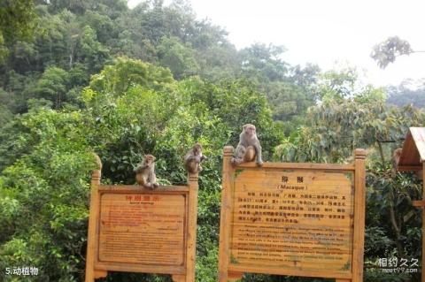 桂平龙潭国家森林公园旅游攻略 之 动植物 桂平龙潭国家森林公园旅游攻略 之 动植物