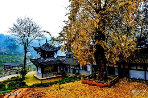 重庆巴南中泰天心佛文化旅游区旅游攻略 之 千年古银杏 重庆巴南中泰天心佛文化旅游区旅游攻略 之 千年古银杏