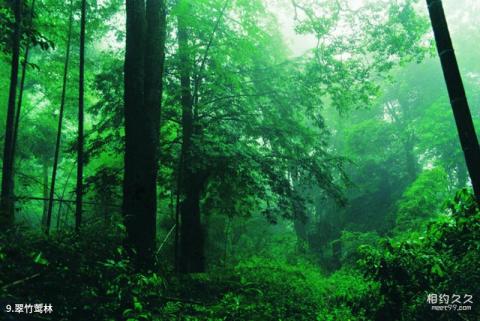 福建梁野山国家级自然保护区旅游攻略 之 翠竹莺林