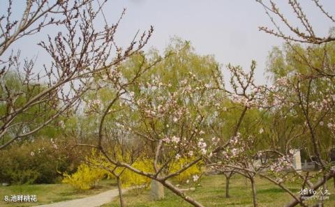 莲花池公园旅游攻略 之 池畔桃花