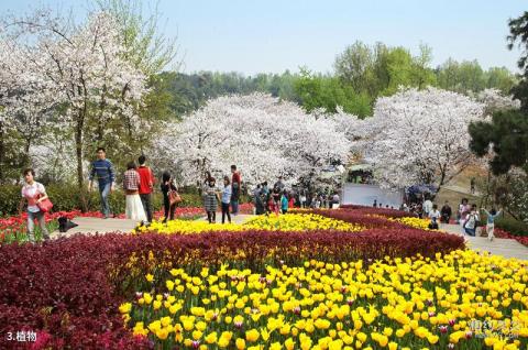 湖南省森林植物园旅游攻略 之 植物