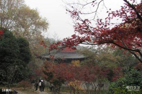 南京栖霞寺旅游攻略 之 枫叶