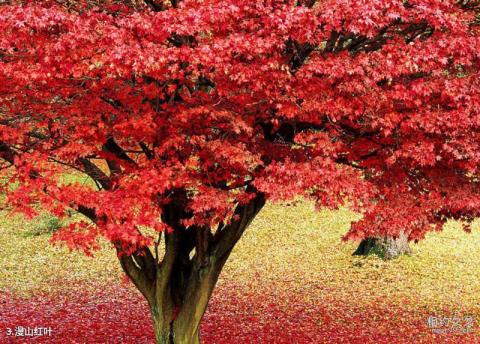 安康凤凰山森林公园旅游攻略 之 漫山红叶