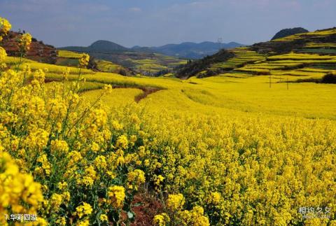 罗平油菜花海旅游攻略 之 华彩四溢