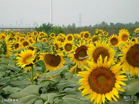 广州百万葵园主题公园旅游攻略 之 向日葵基地 广州百万葵园主题公园旅游攻略 之 向日葵基地