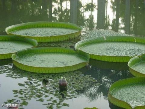 微山湖湿地红荷旅游区旅游攻略 之 水生植物园