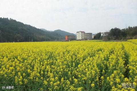 莆田瑞云山风景区旅游攻略 之 油菜花