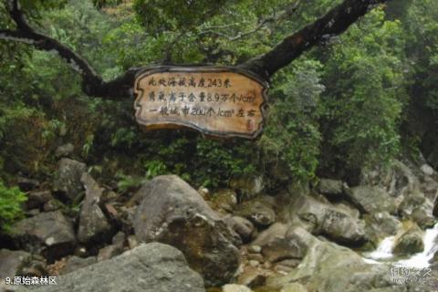上思十万大山国家森林公园旅游攻略 之 原始森林区