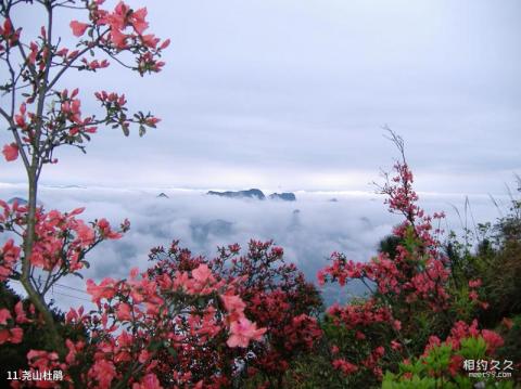 桂林尧山景区旅游攻略 之 尧山杜鹃 桂林尧山景区旅游攻略 之 尧山杜鹃
