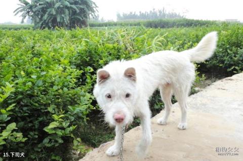黔东南下司风景区旅游攻略 之 下司犬 黔东南下司风景区旅游攻略 之 下司犬