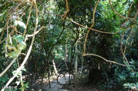 广西龙虎山风景名胜区旅游攻略 之 林荫小道