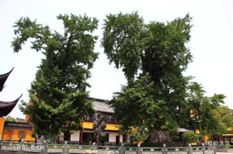 吴江圆通寺旅游攻略 之 “十样景”银杏树