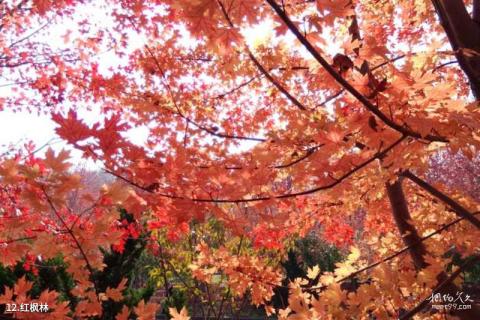 大连横山北普陀主题文化公园旅游攻略 之 红枫林