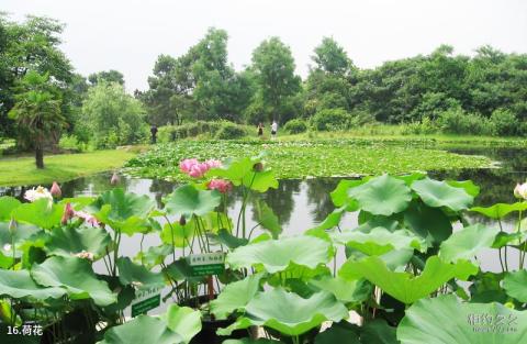 合肥植物园旅游攻略 之 荷花