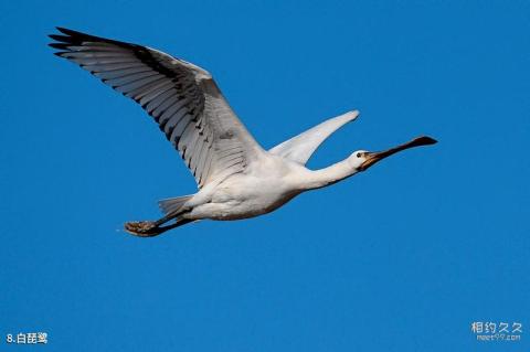 会南会泽黑颈鹤国家级自然保护区旅游攻略 之 白琵鹭