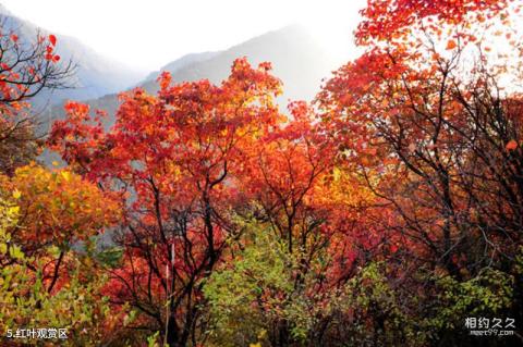 三门峡甘山国家森林公园旅游攻略 之 红叶观赏区