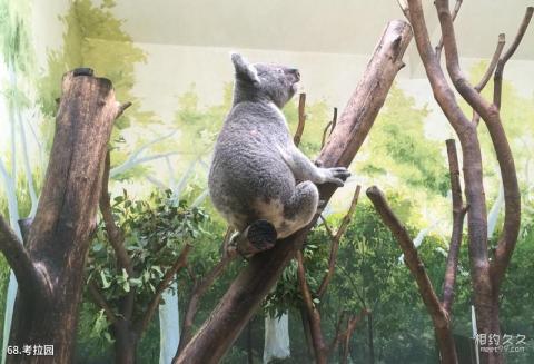 广州长隆旅游度假区旅游攻略 之 考拉园 广州长隆旅游度假区旅游攻略 之 考拉园