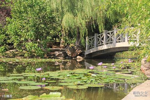 合肥植物园旅游攻略 之 睡莲