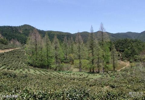 景宁草鱼塘森林公园旅游攻略 之 高山茶园 景宁草鱼塘森林公园旅游攻略 之 高山茶园