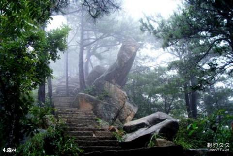 六安铜锣寨风景区旅游攻略 之 森林