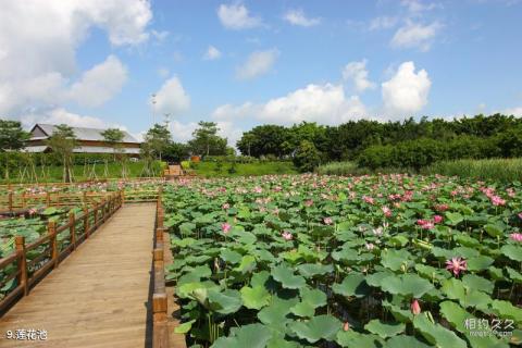 广州南沙滨海湿地旅游攻略 之 莲花池